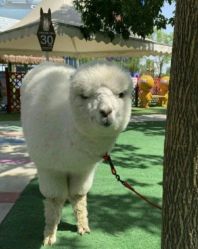 -萌宠亲子动物乐园(槐房万达店)