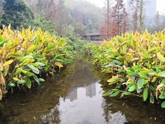-重庆彩云湖湿地公园