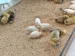 -怪兽屋·羊驼·猫咖·狗咖(俊华广场店)