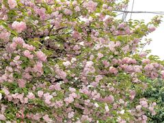 -四川大学(望江校区)