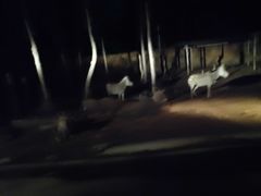 -清迈夜间动物园