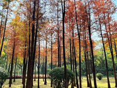 -晓港公园