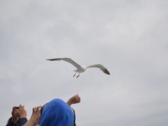 -阿尔卡特拉斯岛