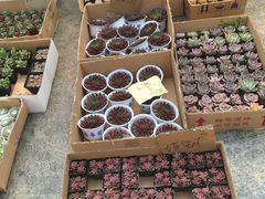 -龙大花卉苗木市场