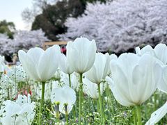 -苏州上方山国家森林公园