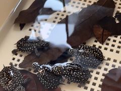 -灵龟之家百象馆(百象馆联合旗舰店)