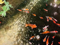 -聚缘堂·海鲜私房菜(松岭路店)