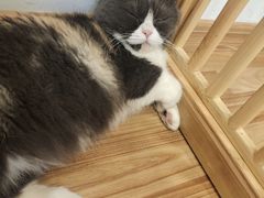 -喵园·猫主题咖啡厅·撸猫·猫咖(国贸店)