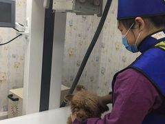 -爱侣·安琦尔宠物医院·中兽医针灸·心内科·狂犬免疫点(宝山区院)