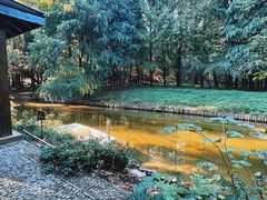 -上海滨江森林公园