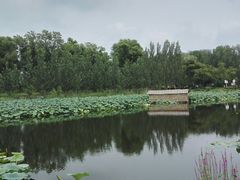 -白洋淀景区