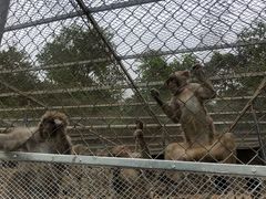 -王顺山国家森林公园