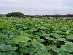 -荷塘月色湿地公园·向阳花洲