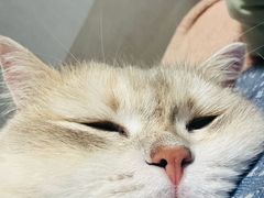 -纳吉亚猫专科动物诊疗中心(蒋宅口分院)