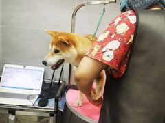 -宠福鑫康馨动物医院·骨科·眼科