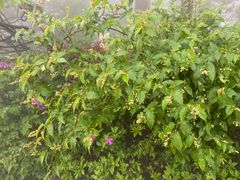 -庐山风景区花径公园