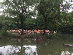 -上海野生动物园老虎餐厅