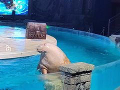 -哈尔滨波塞冬海底世界