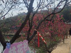 -南国桃园旅游度假区
