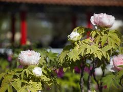 -曹州百花园