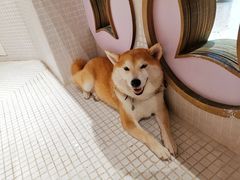 -柴务处·柴犬主题狗咖