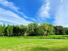 -上海共青森林公园