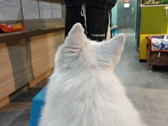 -严国平动物医院(德政总院)