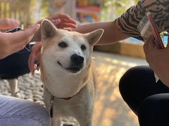 -柴犬高等学院·狗咖·柴犬售卖·宠物训练