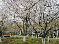 -高东镇樱花园