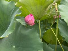-莲花池公园