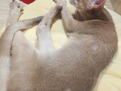 -屋虎猫馆(宝安大仟里店)