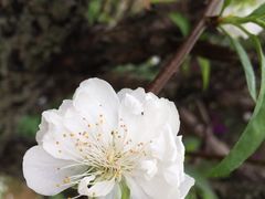 -南国桃园旅游度假区