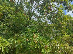 -七仙岭温泉国家森林公园