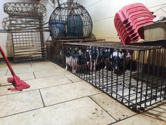 -黄记四更烤乳猪店