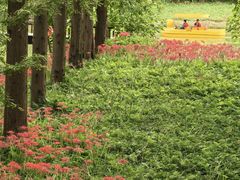 -黄海国家森林公园