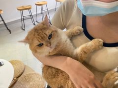 -Heymao猫咖.咖啡厅(东门店)