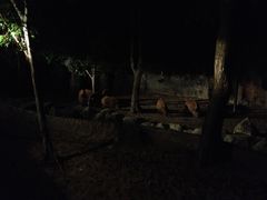 -清迈夜间动物园
