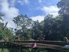 -西双版纳原始森林公园