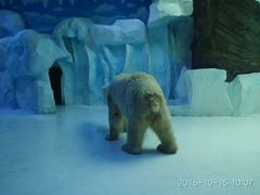 -芜湖新华联大白鲸海洋公园