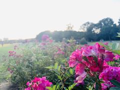 -昆山城市生态森林公园