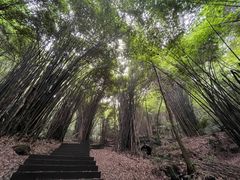 -凤栖山