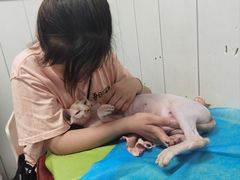 -纳吉亚猫专科动物医院(康都外科中心)