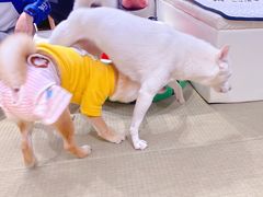 -逗柴咖啡屋·狗咖猫咖宠物桌游