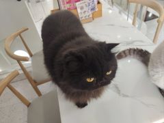 -喵园·猫主题咖啡厅·撸猫·猫咖(国贸店)