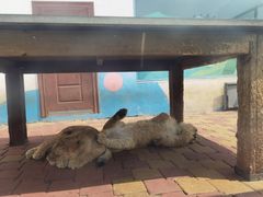 -大连森林动物园