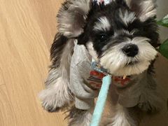 -翊宠yipet猫狗购宠庄园犬舍•猫舍