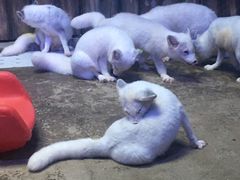 -芜湖新华联大白鲸海洋公园