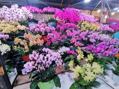 -朝来春花卉市场