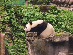 -中国大熊猫保护研究中心雅安碧峰峡基地