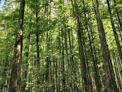 -山王坪喀斯特国家生态公园